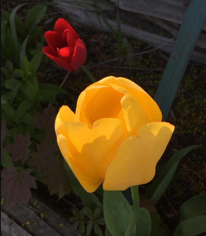USED 2019-05-25 Tulips RB