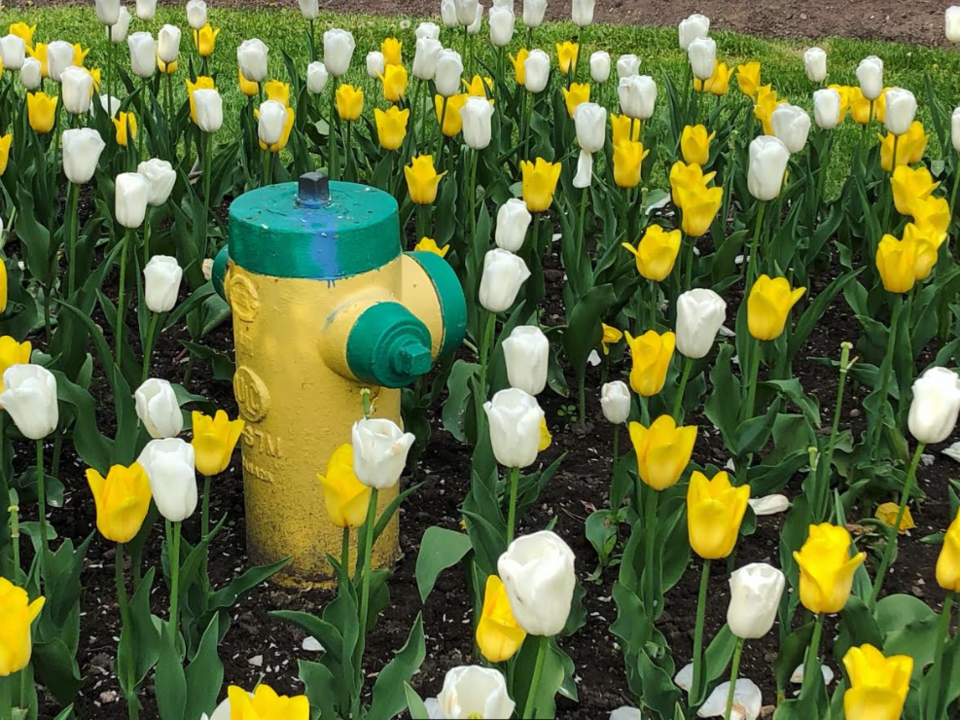 USED 2019-06-02 Tulips hydrant