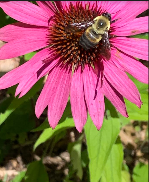 USED 2019-08-11 bee echinacea RB 001