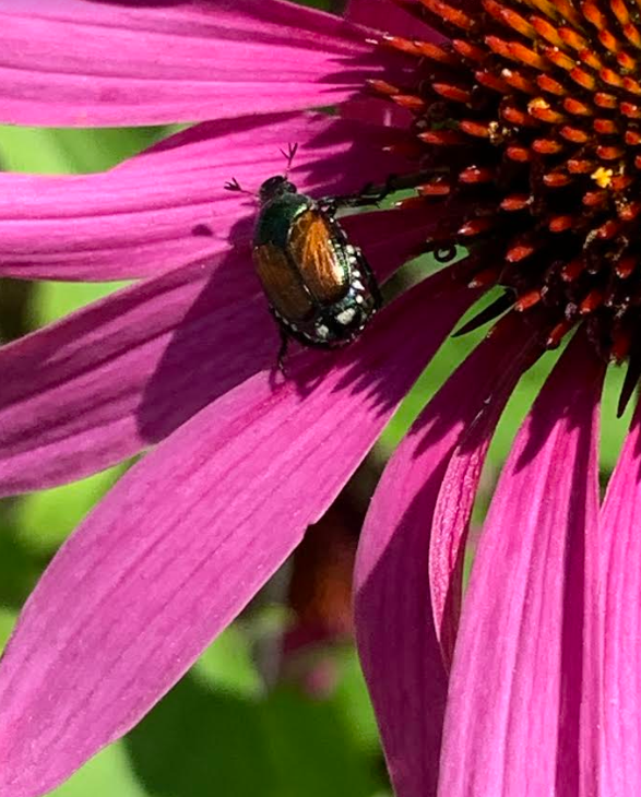 USED2019-08-11 beetle echinacea