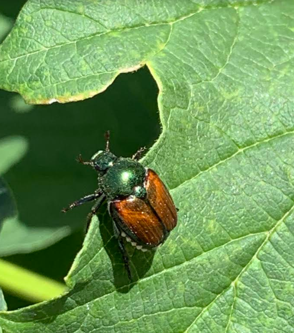 USED 2019-08-11 Japanese beetle RB