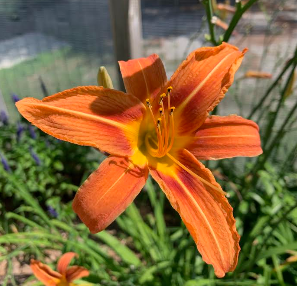 USED 2019-08-11 Orange Day-lily RB