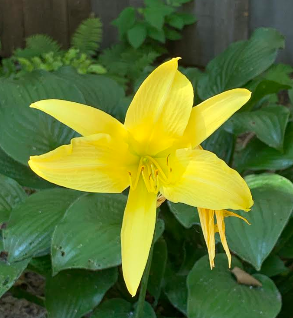 USED 2019-08-11 Yellow Day-lily RB