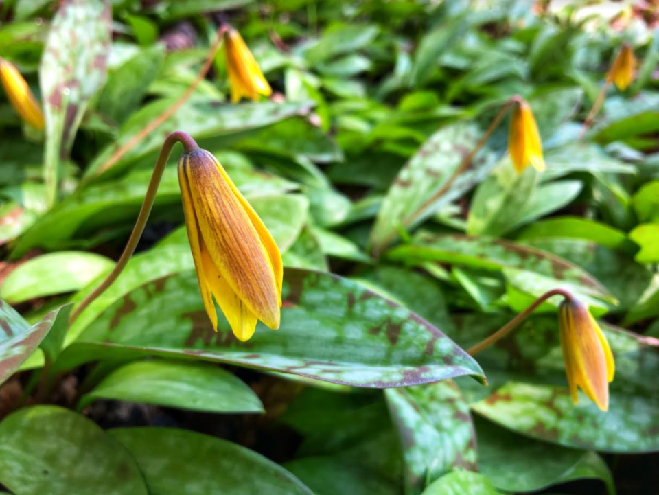 USED 2020-05-16 Trout lilies JT