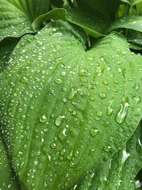 USED 2020-06-22 Leaf raindrops