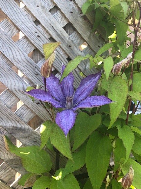 USED 2020-06-30 Clematis