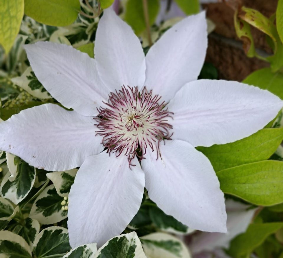 USED 0 2023-06-12-gm-bt-clematis-flower-wierenga(1)