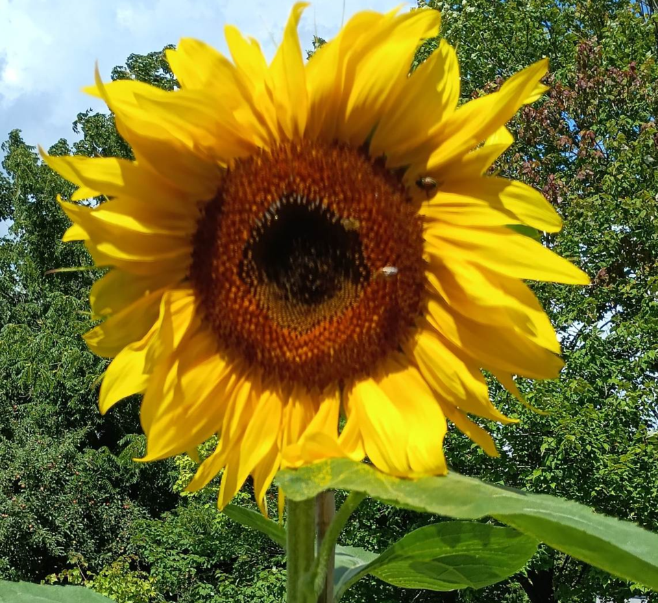 USED 0 2023-08-14-gm-bt-sunflower-standing-tall-wierenga(1)