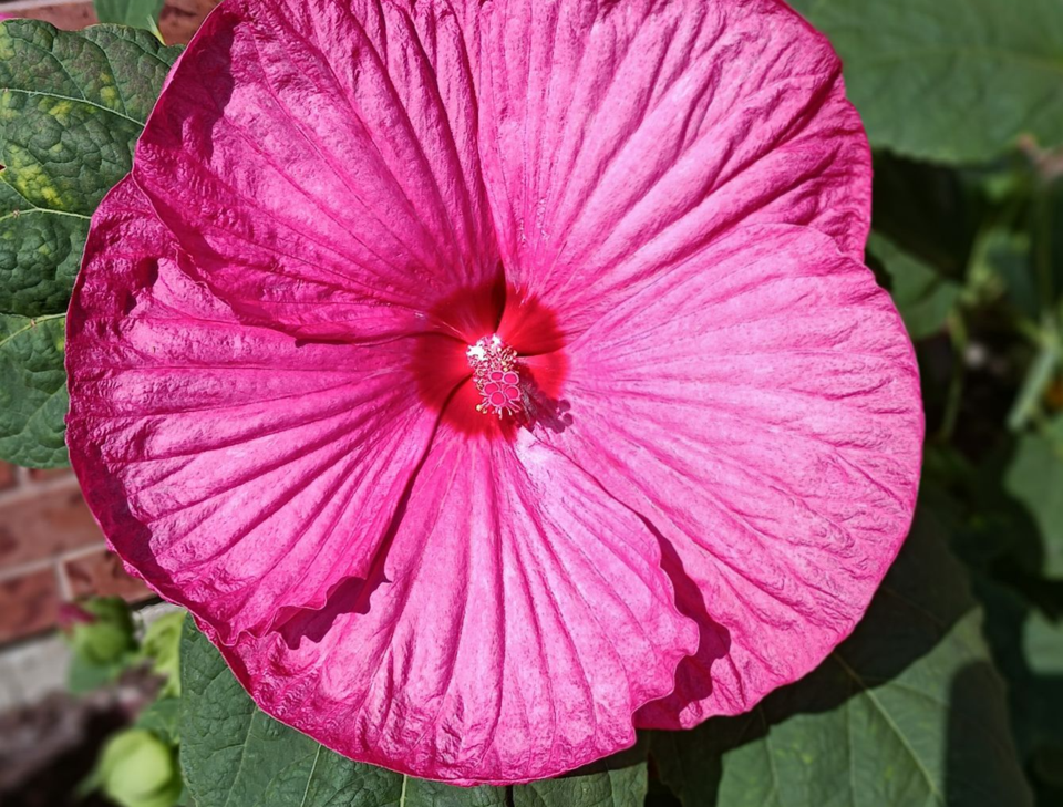 USED 0 2023-09-18-gm-bt-rose-of-sharon-bloom-wierenga(1)
