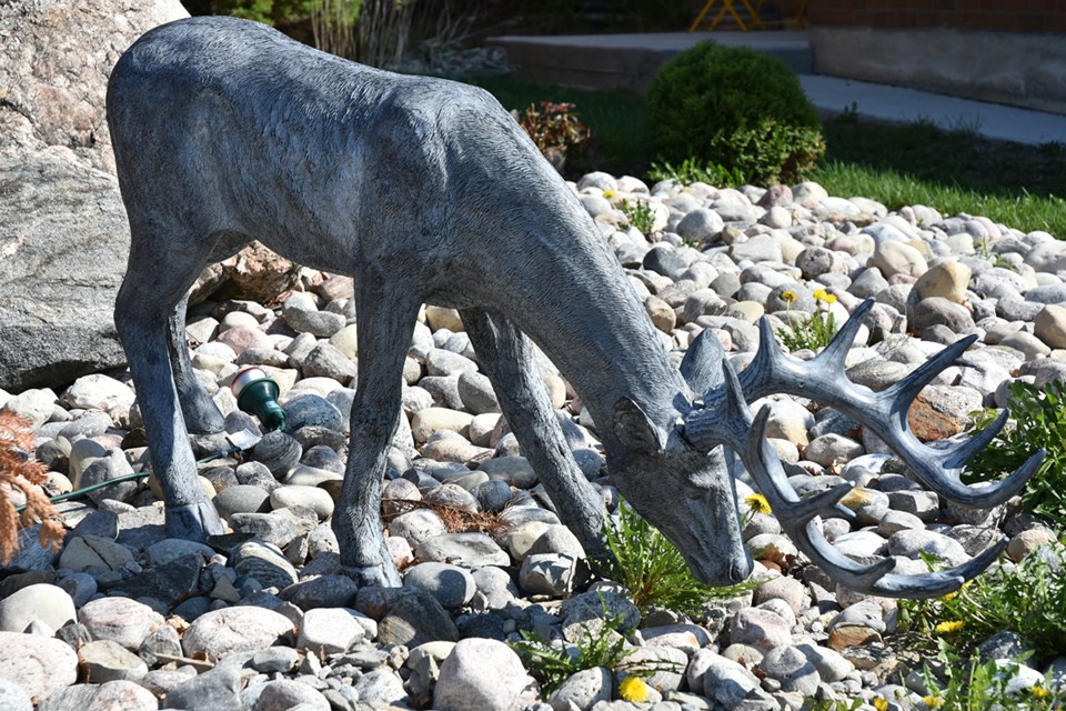 USeD05-18-2018-deer