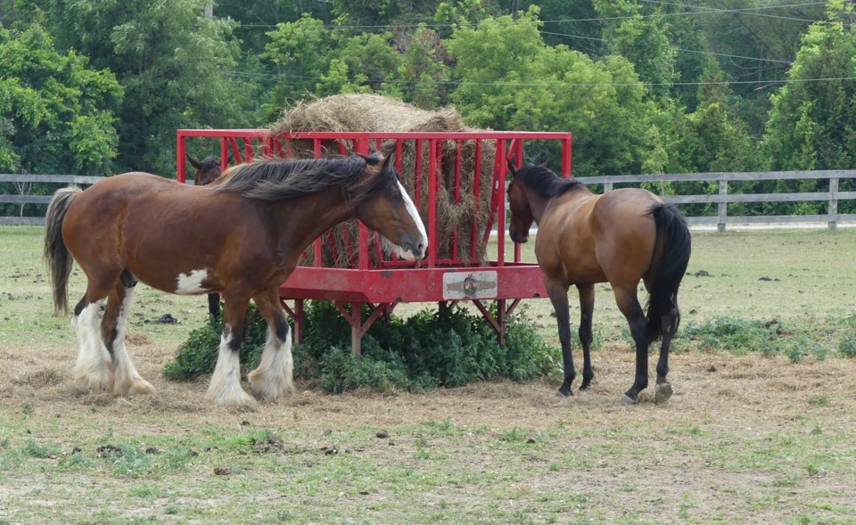 USED2018-07-17-horses eating