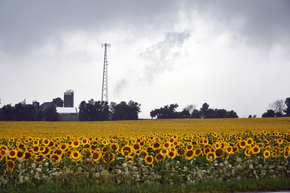 USED 2018-07-25-sunflower field