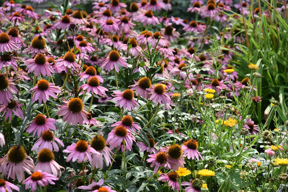 USED 2018-08-21-garden