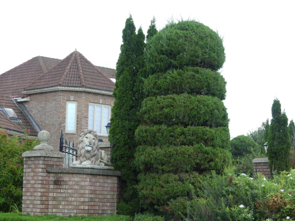 USED2018-08-31-edward scissorhands bush