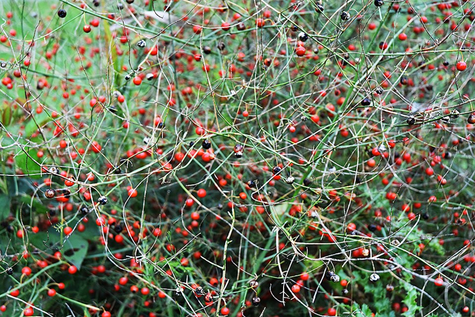 USED 2018-09-26-berries