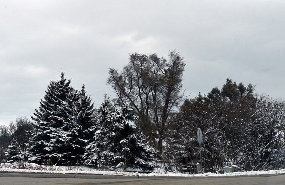 USED 2018-11-13-snowy trees