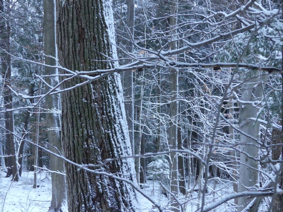 USED 2018-11-28-snowy trees3