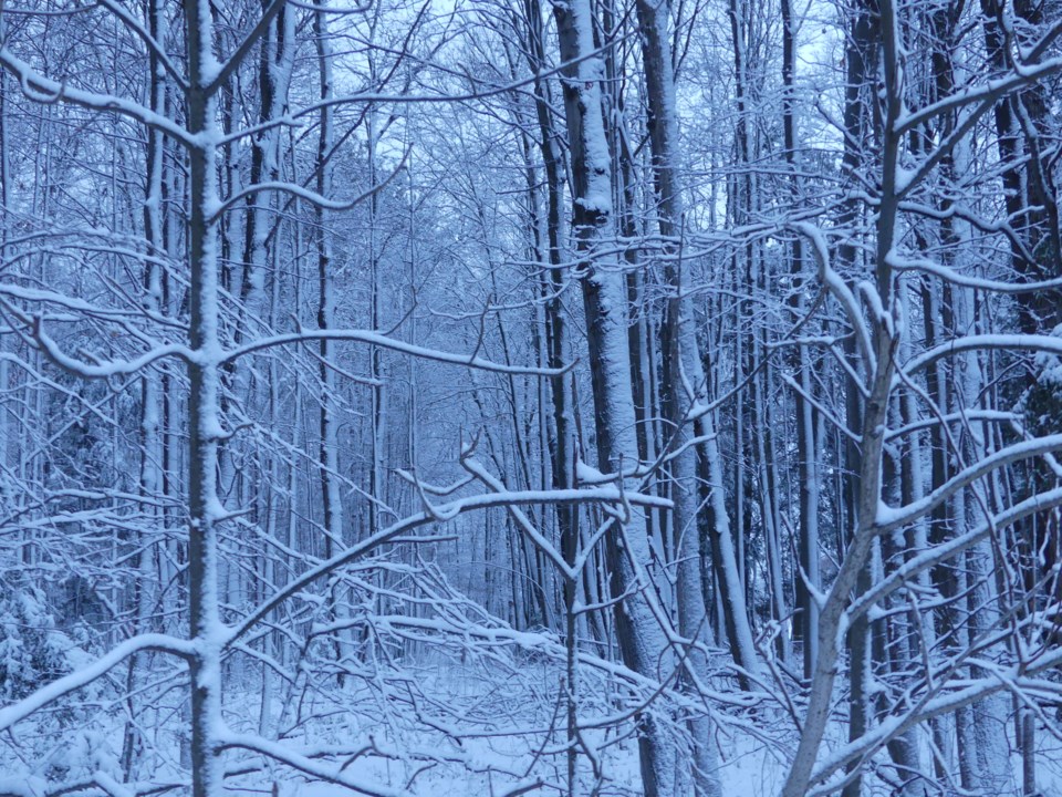 USED 2018-11-28-snowy woods