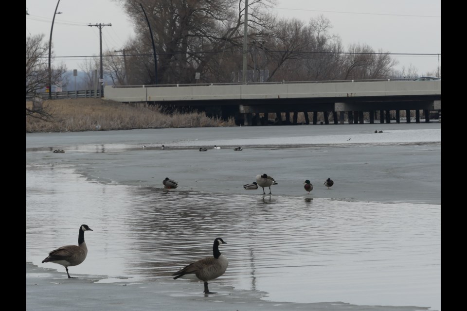 Canada geese hang out on a thawing canal in Bradford West Gwillimbury. Jenni Dunning/BradfordToday