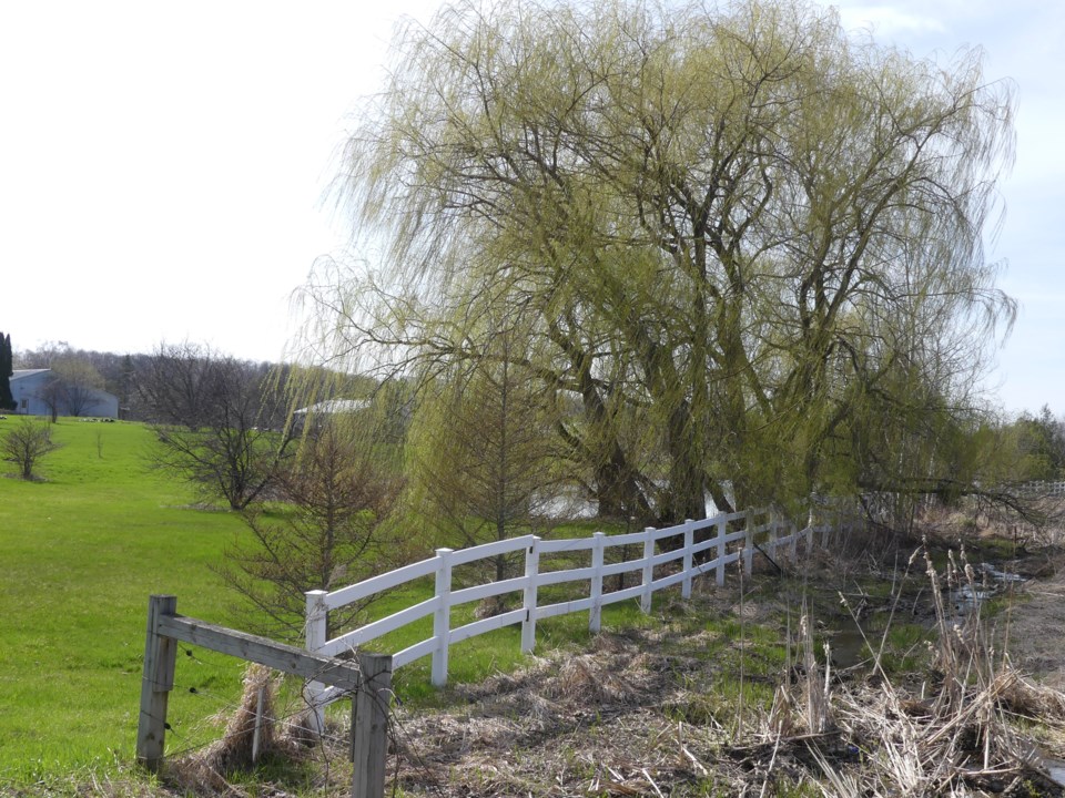 USED 2019-05-10-tree and fence