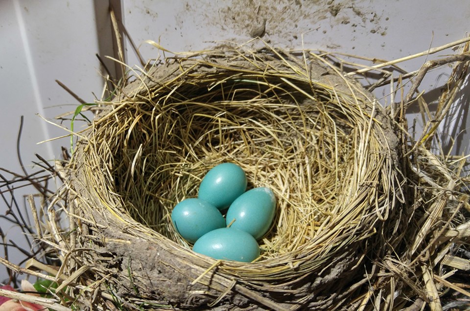 USED 2019-05-27-bird robin nest eggs