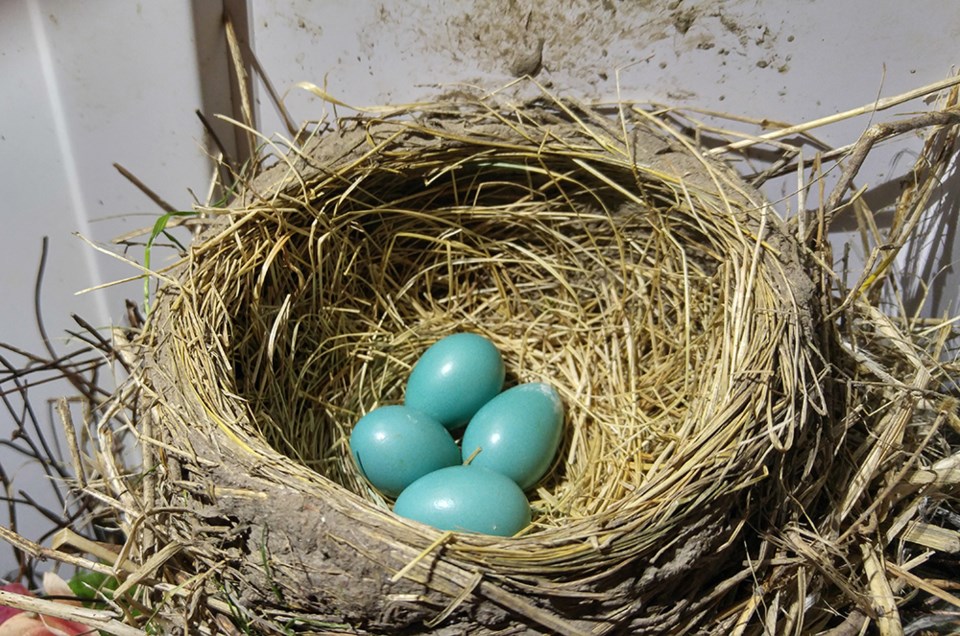 https://www.vmcdn.ca/f/files/shared/good-morning/bradford/2019-05-27-bird-robin-nest-eggs.jpg;w=960