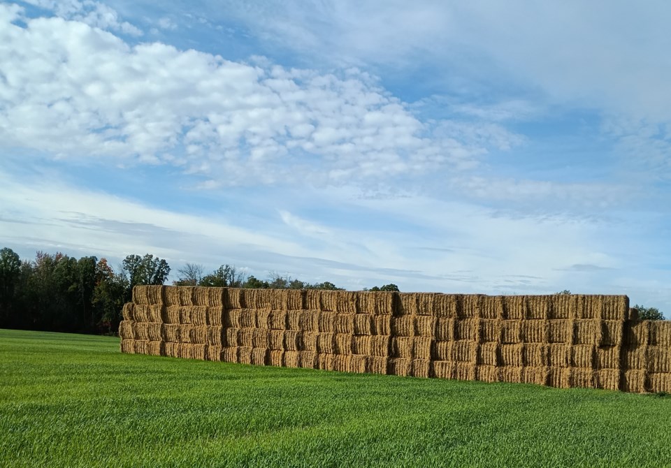USED 0 2023-10-02-bt-gm-rye-growing-nicely-to-prevent-the-soil-from-blowing-as-the-straw-sits-waiting-to-be-picked-u