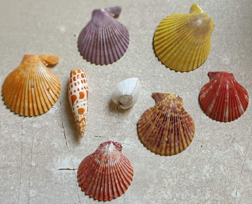 USED 0 2023-10-27 sea shells