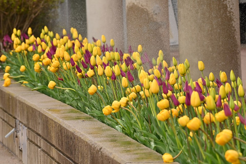 USED 2023-05-05-gm-burlington-city-hall-tulips-pmc-209