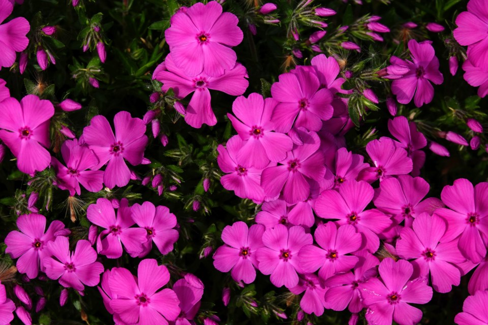 USED 2023-05-12-phlox-js