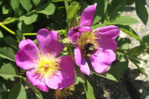 Blooms for Change winner announced tomorrow