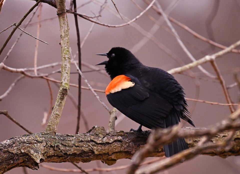 USED 2024-03-12-gm-red-winged-blackbird-pm