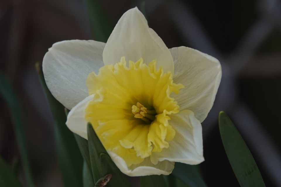 USED 2024-04-09-gm-daffodil-js