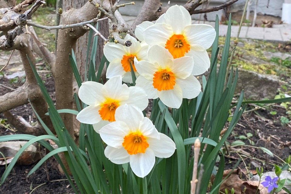 USED 2024-04-18-gm-daffodil-co