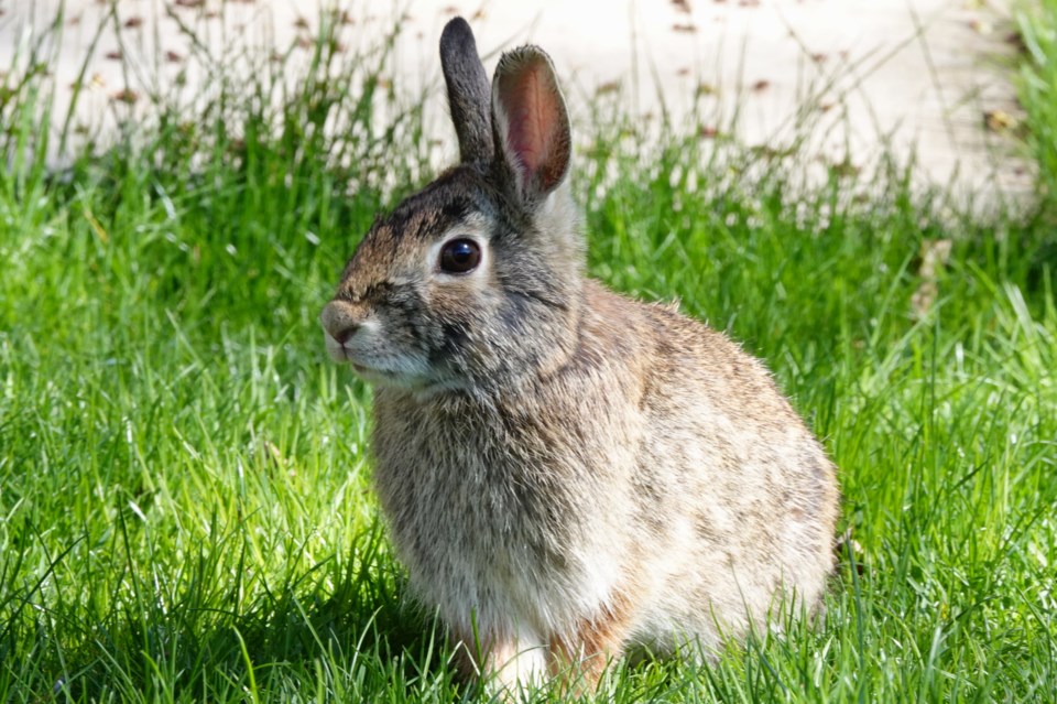 USED backyard-bunny