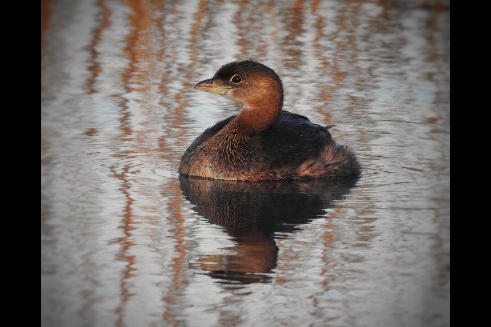 A Pied-billed Grebes in its fall plumage floats in the marshland at Lighthouse Point. This photo was submitted by a CollingwoodToday reader for our Good Morning series. Photo contributed by Sue Livingston