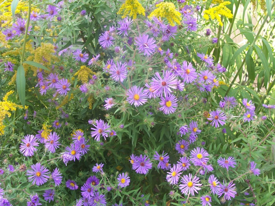 USED Asters