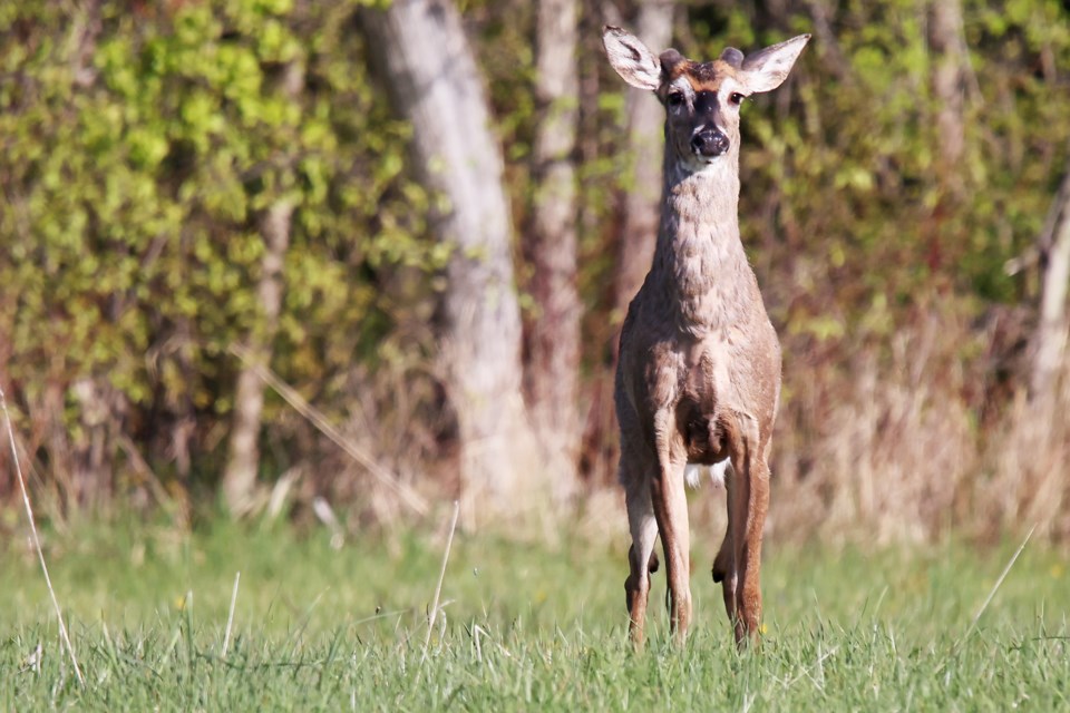 USED 05-23-2023-goodmorning-innisfil-may-20