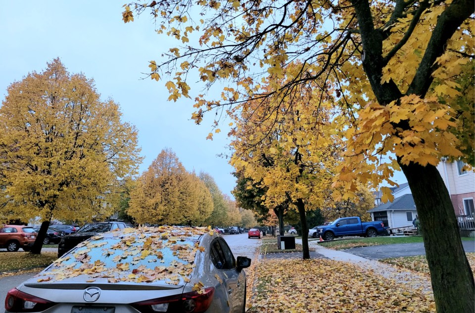 USED 0 2023-10-27-leaves-on-car-good-morning