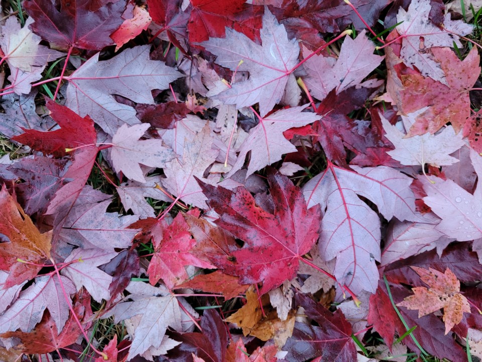 USED 0 2023-10-27-red-leaves-good-morning
