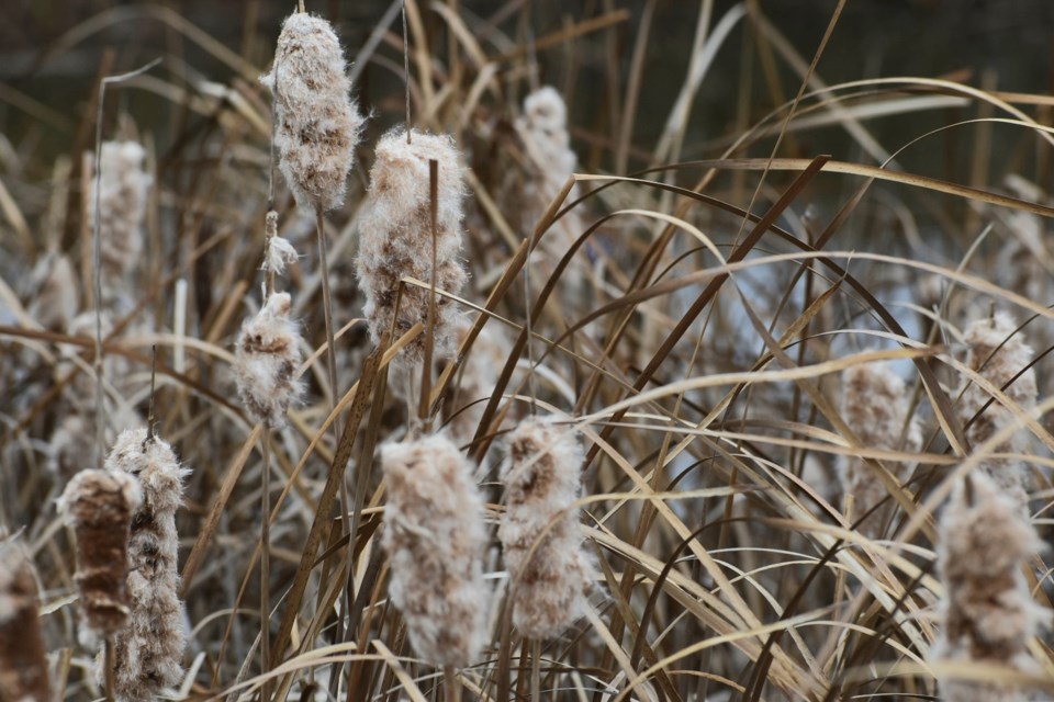USED 2023-11-13-good-morning-cattails