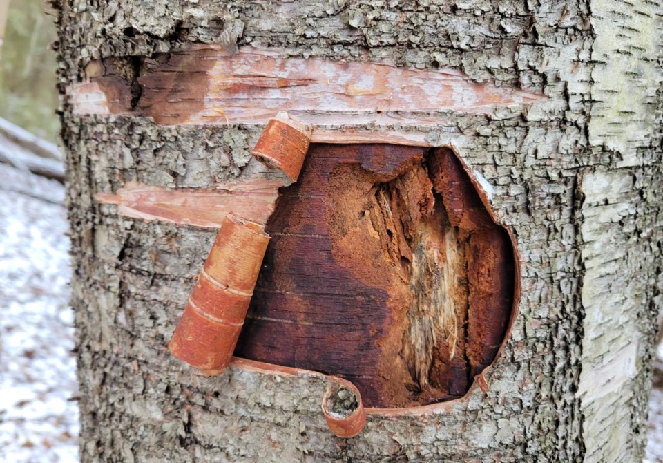 USED 2024-01-02-good-morning-tree-bark-1