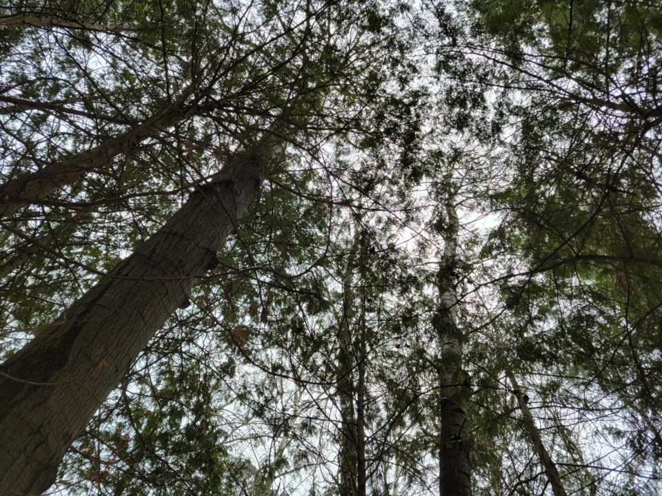 USED 2024-01-02-good-morning-tree-canopy