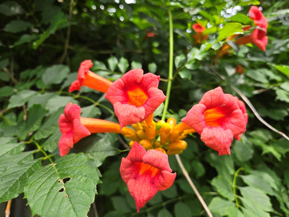 Good Morning, Innisfil! - Innisfil News