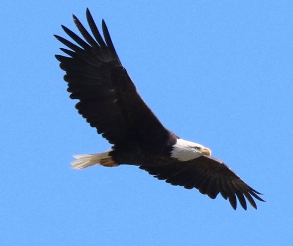 Bald eagle
