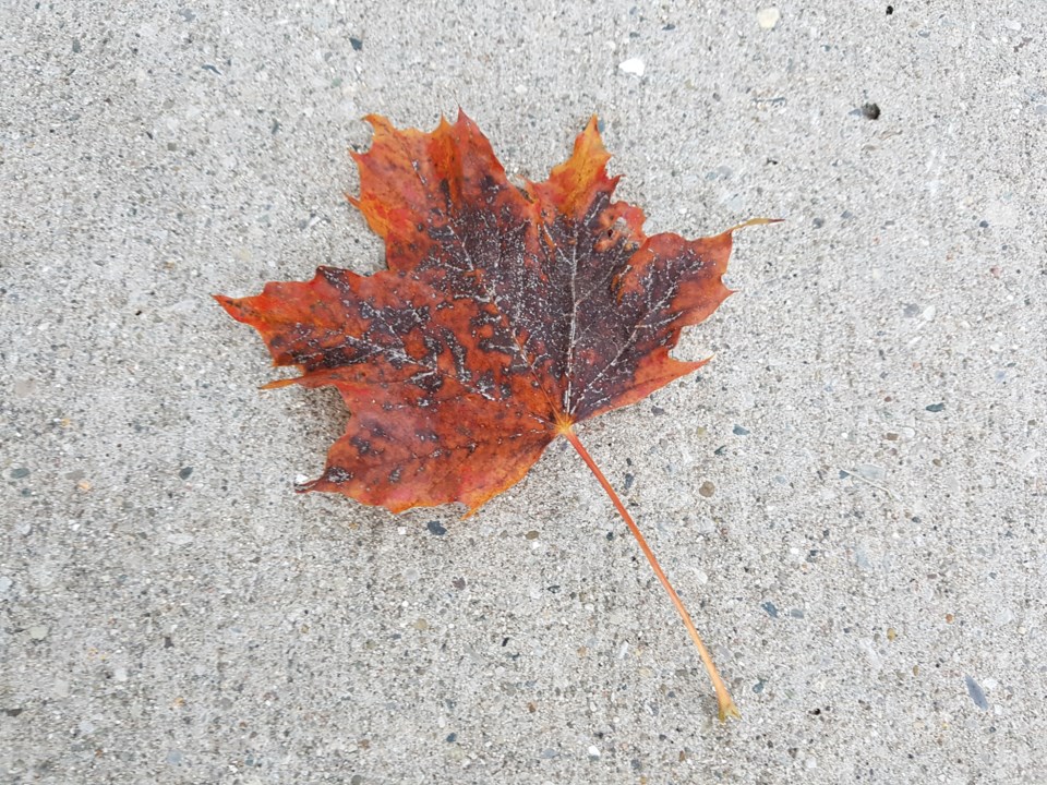 https://www.vmcdn.ca/f/files/shared/good-morning/kitchener/leaf-oct-10,-2018.jpg;w=960