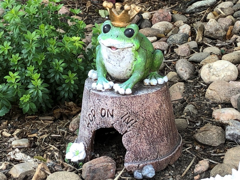 USED 2021-09-14 frog