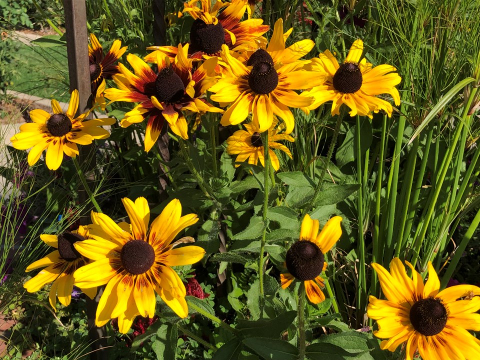 USED 2021-09-14 sunflowers