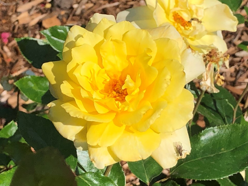 USED 2021-09-14 yellow rose