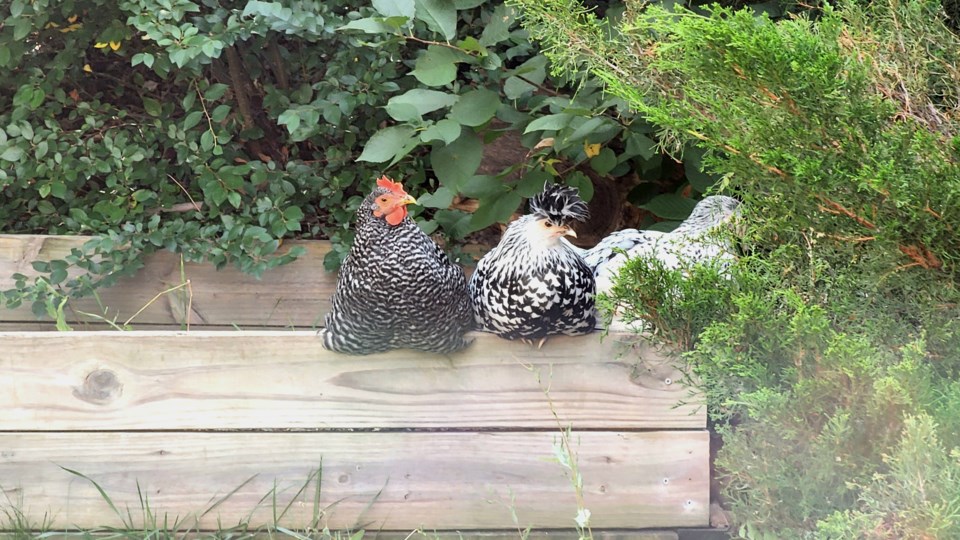 USED 09192022 chickens